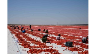 Nide'de gnete kuruyan domatesler dnya sofralarnda