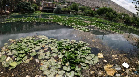 Nilüfer çiçekleri kirlilikle boğuşuyor: Koparmanın cezası 73 bin lira