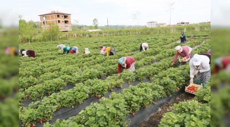 Ordu'da çilek işi tuttu