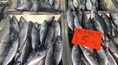 Palamut 5 liraya geriledi