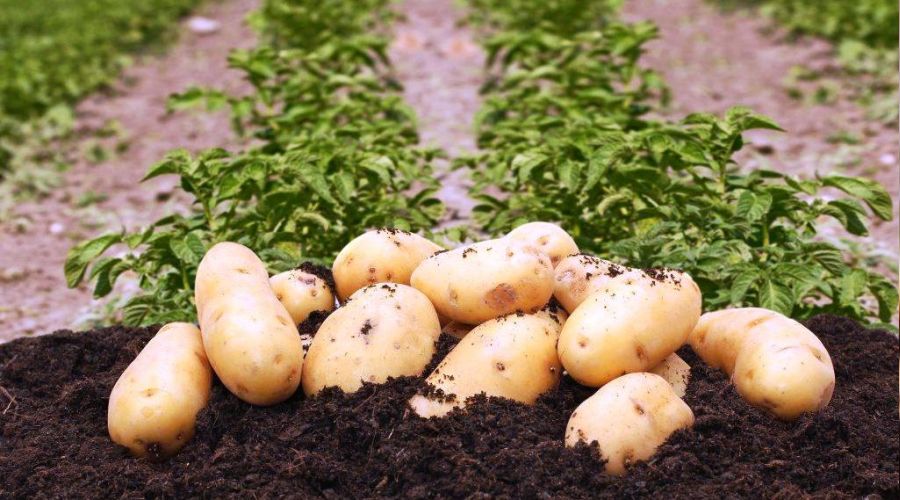 Patates �retim hakk� sat��a sunuluyor