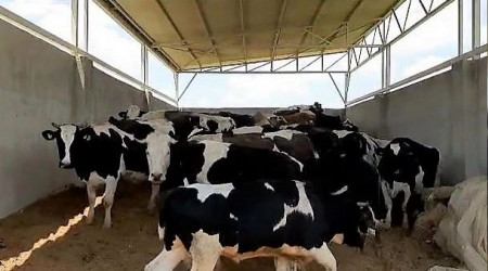 Patronu yokken araç kiralayıp, 28 ineği çaldı