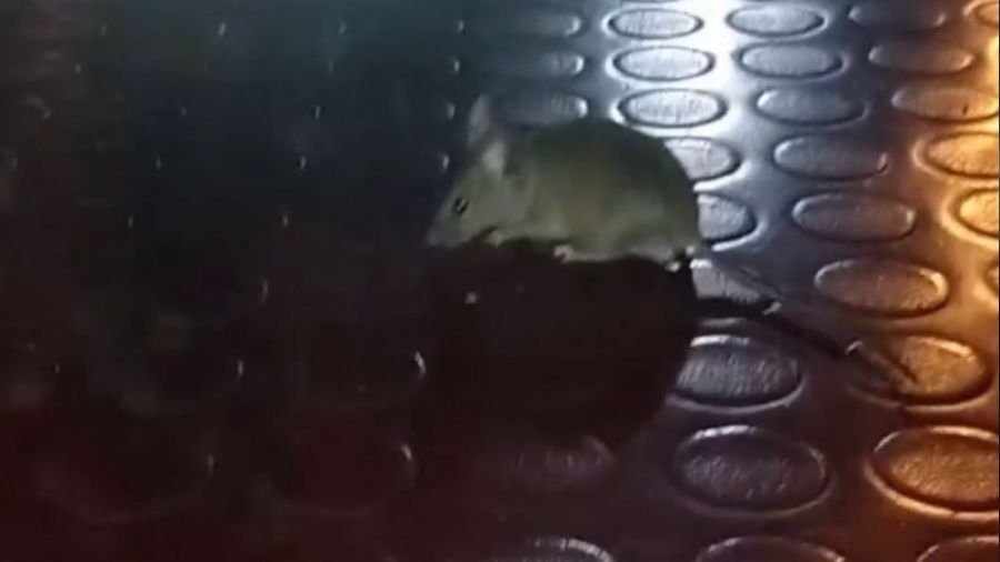 Pendik'te mide buland�ran g�r�nt�