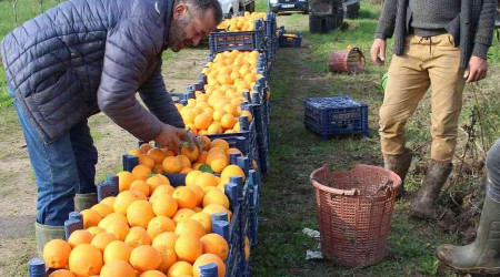 Portakal üreticisi aracıdan dertli
