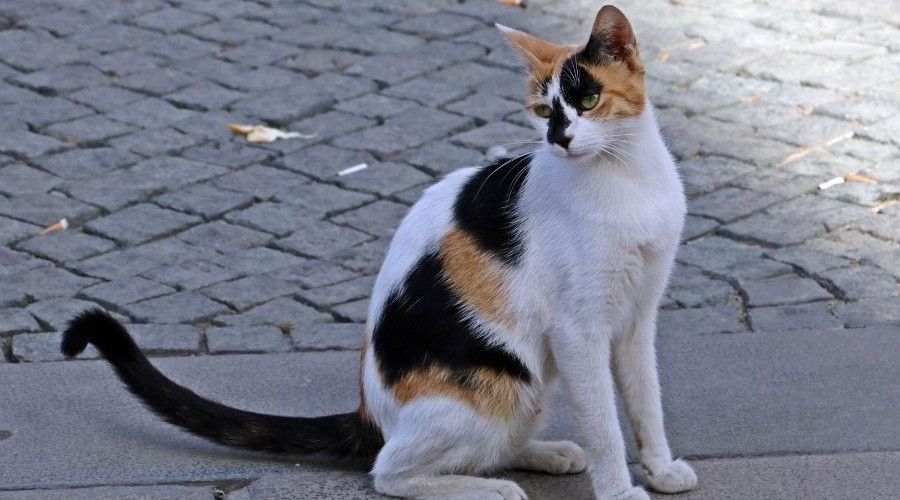 Sahipli kedi ve köpeklerin kimliklendirilmesi mecburi olacak