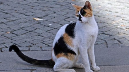 Sahipli kedi ve köpeklerin kimliklendirilmesi mecburi olacak