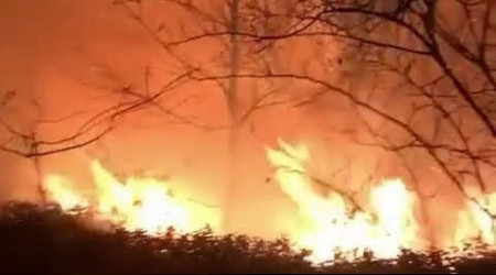 Sakarya'da orman yangını