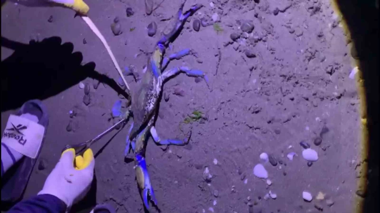 Samsun sahilinde nadir misafir: Mavi yengeç kıyıya vurdu