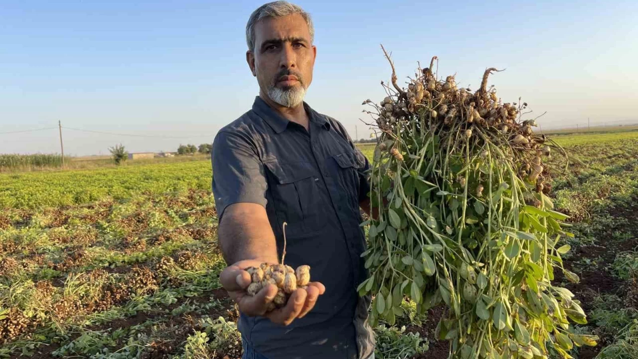 Şanlıurfa'da pamuk yerini yer fıstığına bırakıyor