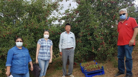 aphane vinesinde hasat ncesi denetim