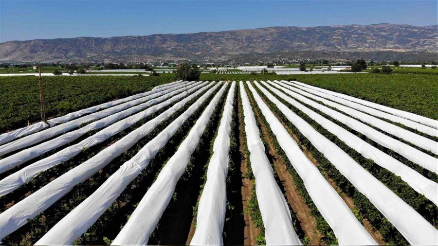 Sar�g�l Ovas� beyaza b�r�nd�