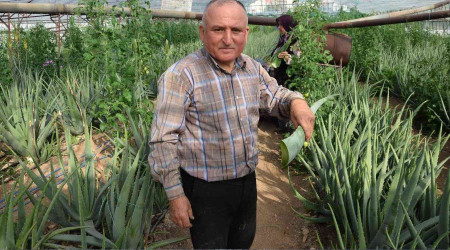 Sebzeden yeterli parayı kazanamayınca serasında aloe veraya yöneldi