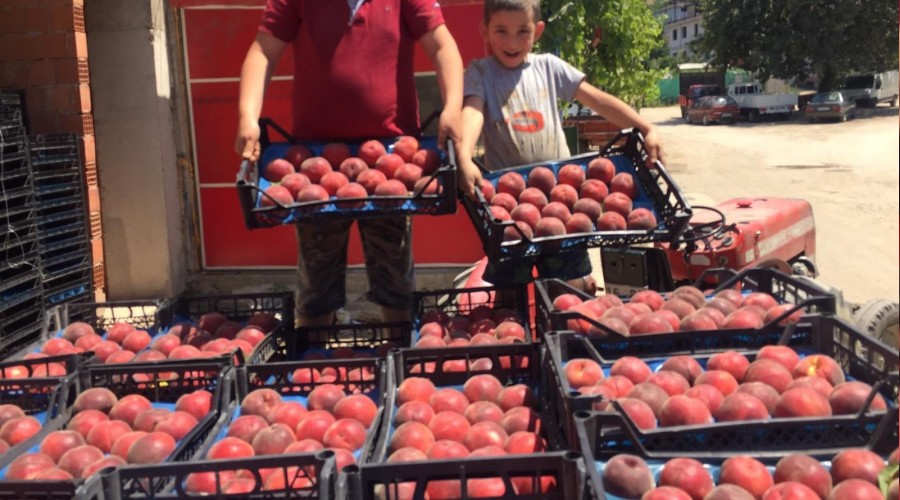 �eftalimize yo�un talep