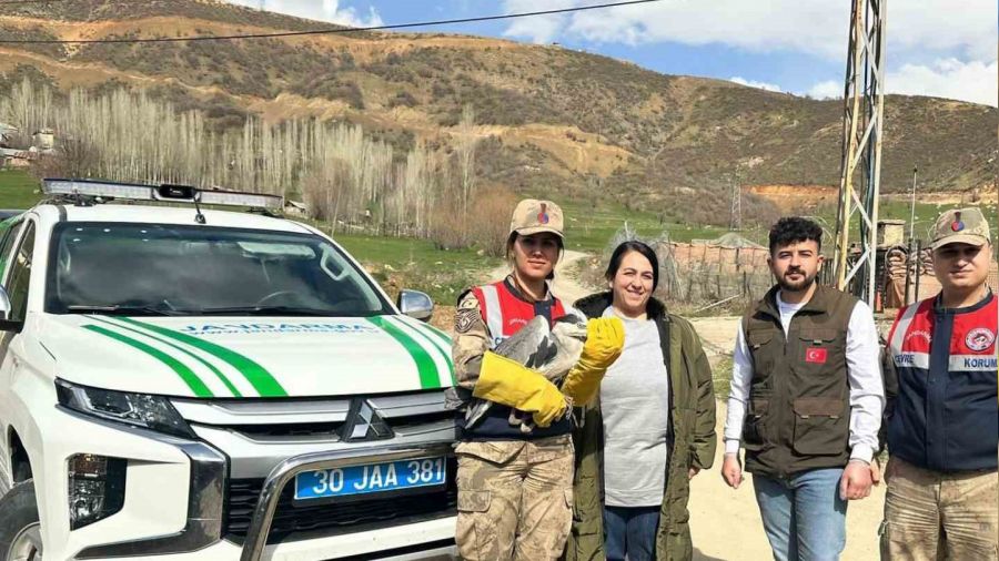 emdinli'de gri balkl tr ku bulundu