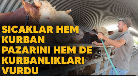 Sıcaklar hem kurban pazarını hem de kurbanlıkları vurdu