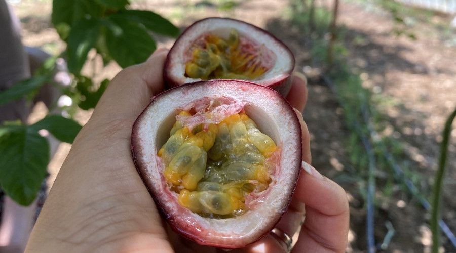 Şifa niyetine ektiği passiflora meyvesinin ticaretini yapıyor