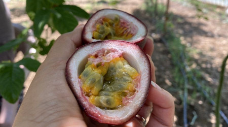 Şifa niyetine ektiği passiflora meyvesinin ticaretini yapıyor