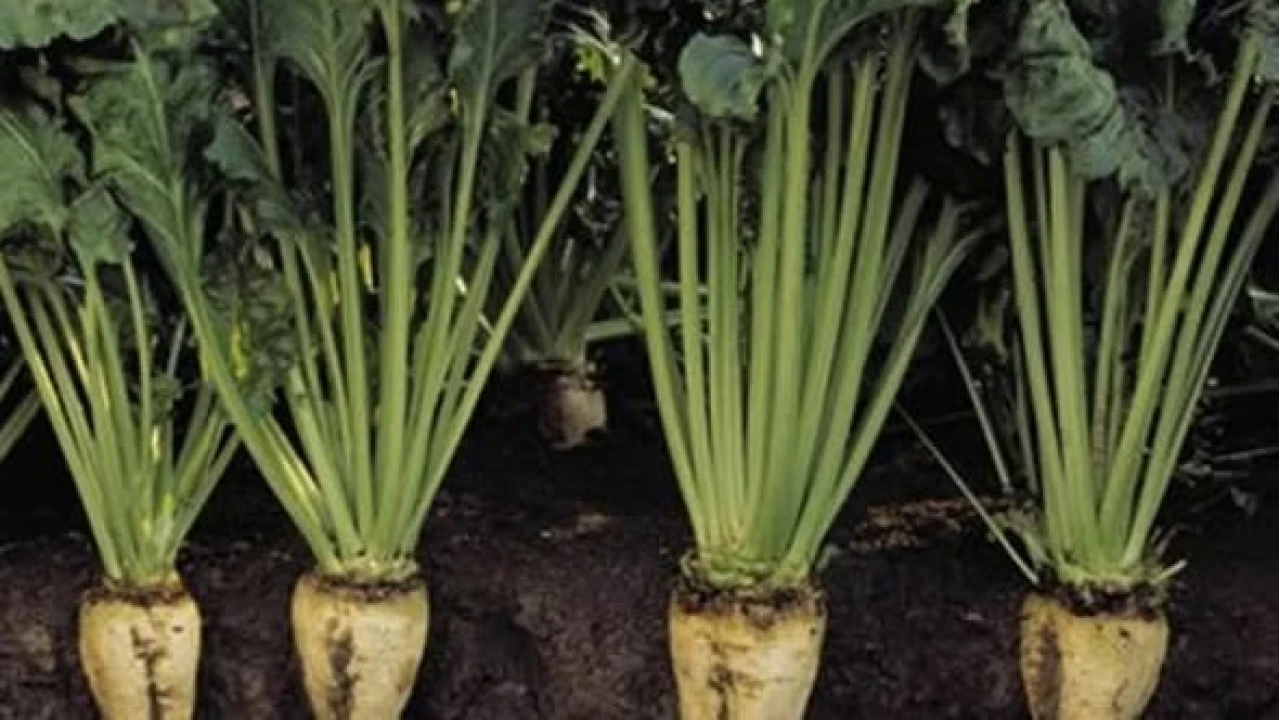 Sivas sofralarnn tac: Pezik Turusu 