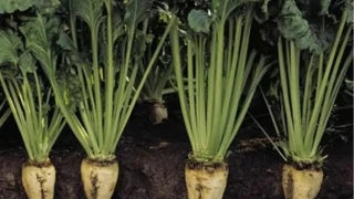 Sivas sofralarnn tac: Pezik Turusu 