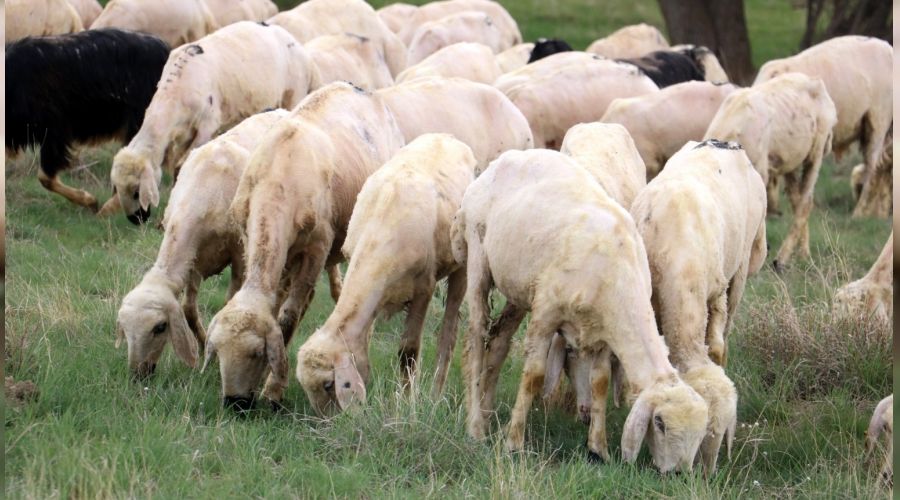 Sivas'ta yeile brnen meralar koyunlarla bulutu