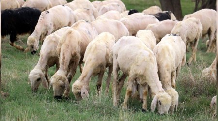 Sivas'ta yeşile bürünen meralar koyunlarla buluştu