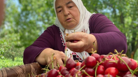 Sultandağı kirazını zamansız yağmurlar vurdu