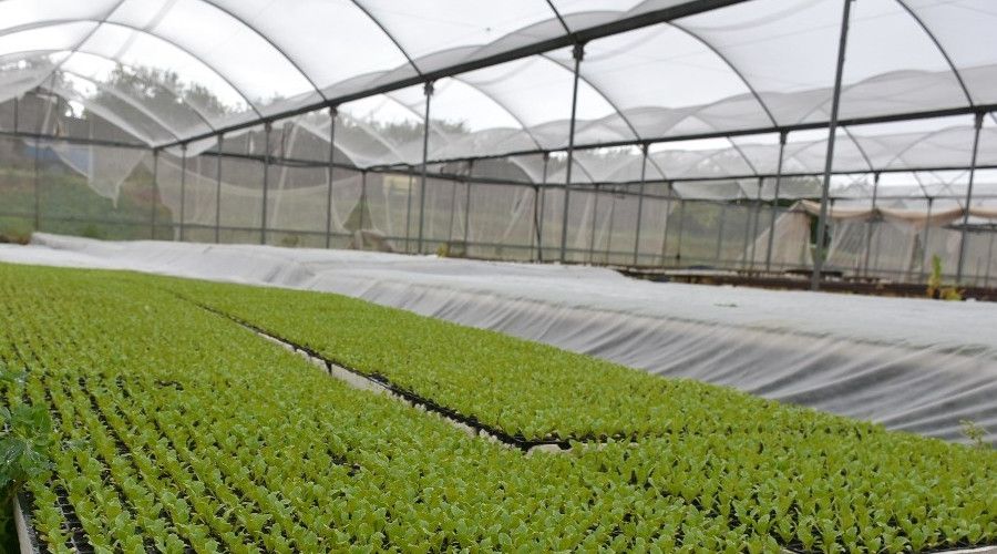 Tarsus Belediyesi, Tarsus Kıvırcığı fidesini ücretsiz dağıtacak