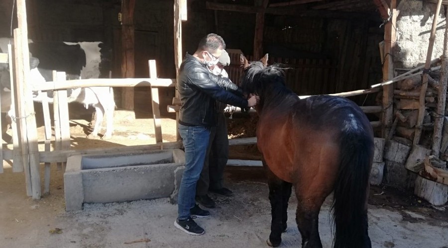 Tek tırnaklı Hayvanlara mikroçip takılıyor