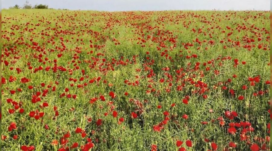Tekirdağ'da tarlalar kırmızıya boyandı