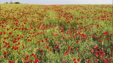 Tekirda'da tarlalar krmzya boyand