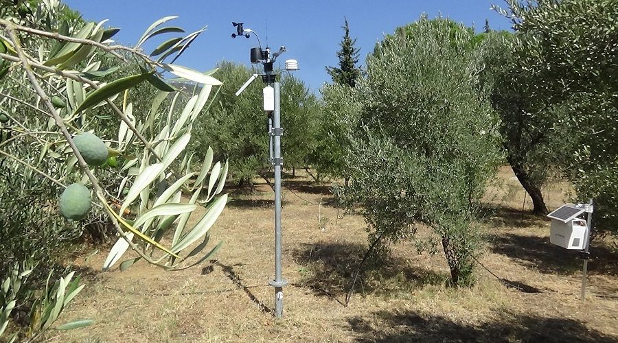 Teknoloji ile zeytinlikler daha az ilaçla korunacak