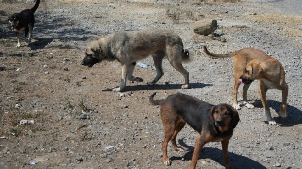 Trabzon'da ba��bo� k�pek tehlikesi