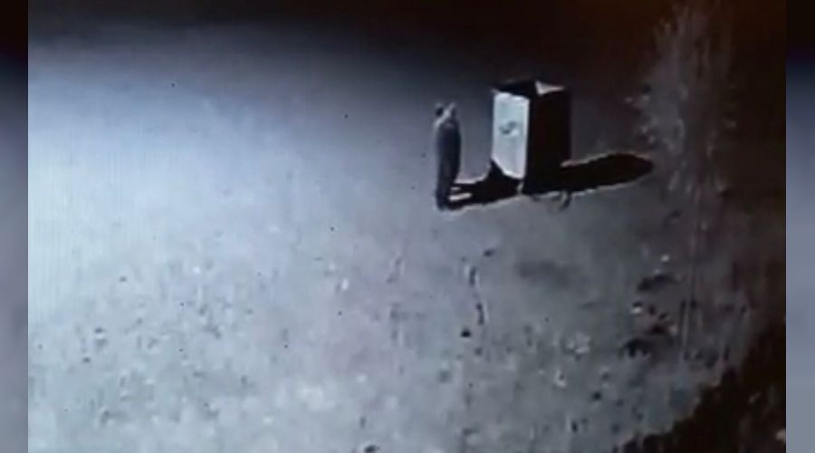 Tunceli'de ayılar restorana geldi