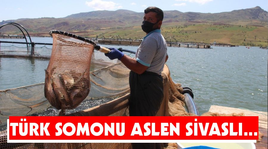 Türk Somonu aslen Sivaslı...