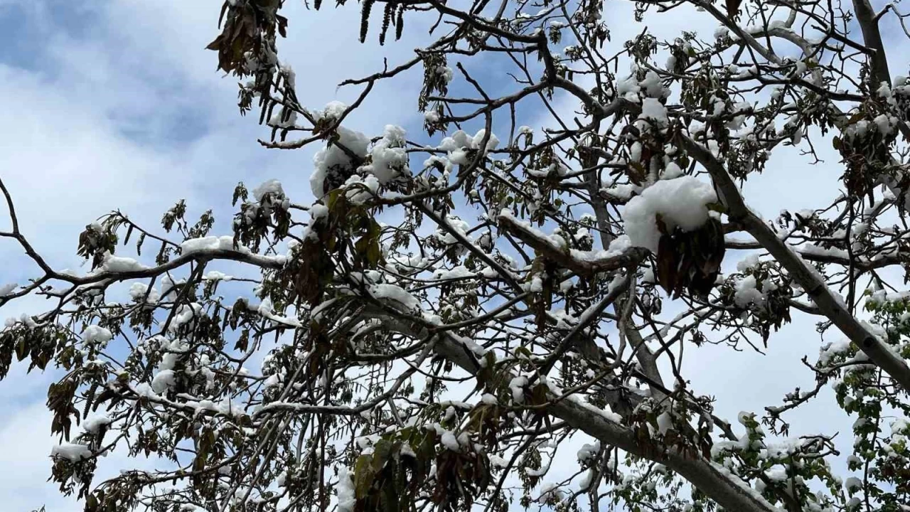 T�rkiye'nin �nemli ceviz �retim merkezini zirai don vurdu