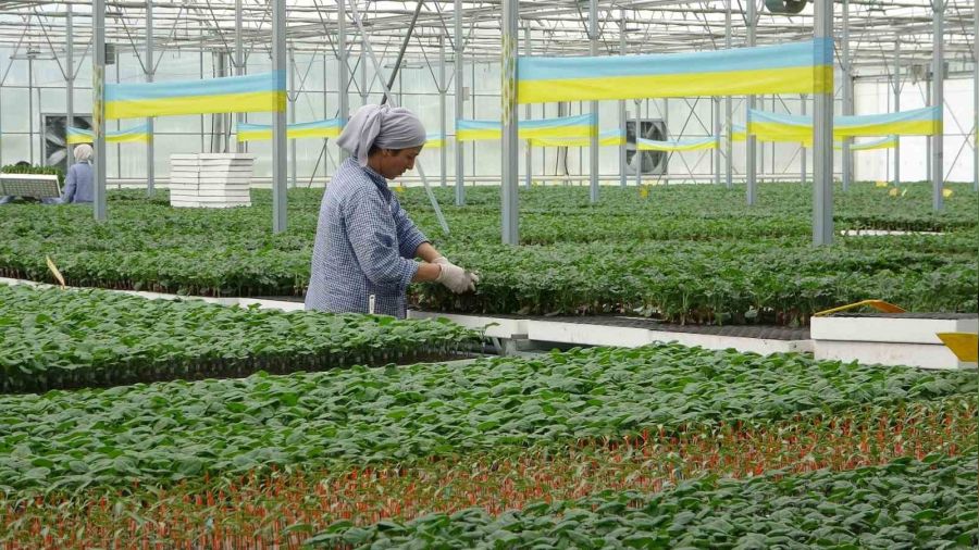 T�rkiye'nin yazl�k ve k��l�k sebze fideleri Bafra Ovas�'ndan