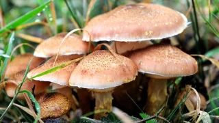 Uzmanlar mantar zehirlenmelerine kar uyard
