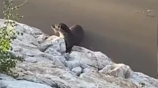 Van'da su samurlar grntlendi