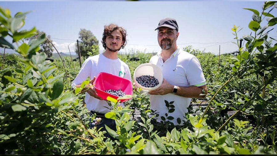 Yaban mersinine talep art�yor