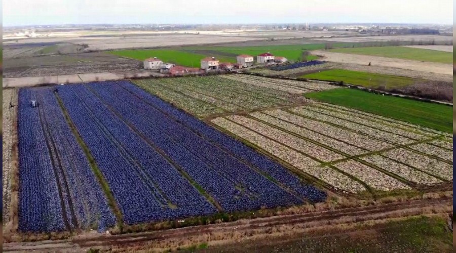 Yerli ve milli tarım üretiminde Türkiye birincisi