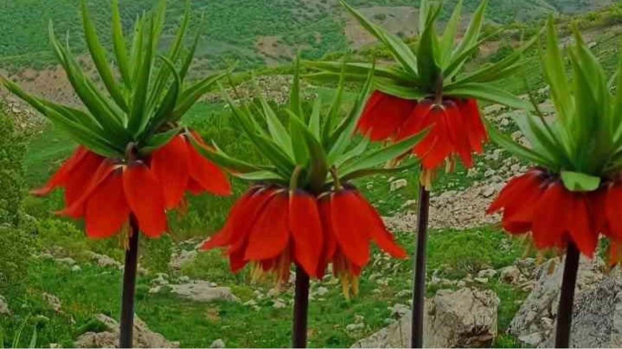 Yetkililer uyarıyor: Bu türe zarar vermenin cezası çok ağır