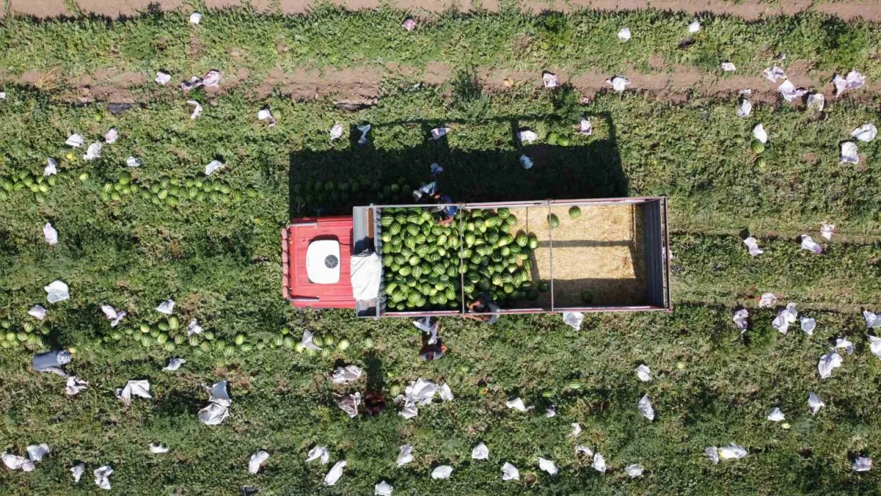 Yozgat'ta karpuz hasadı yeni başladı
