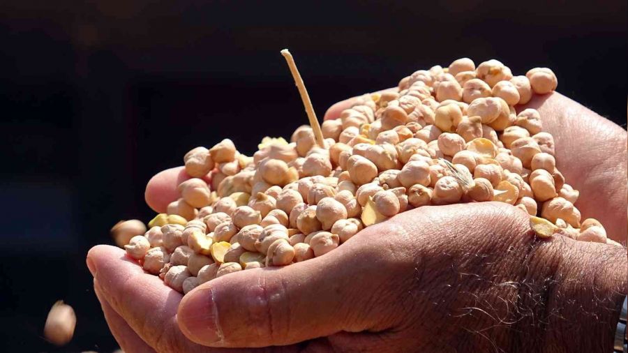 Yozgat'ta nohutta 75 bin ton rekolte bekleniyor