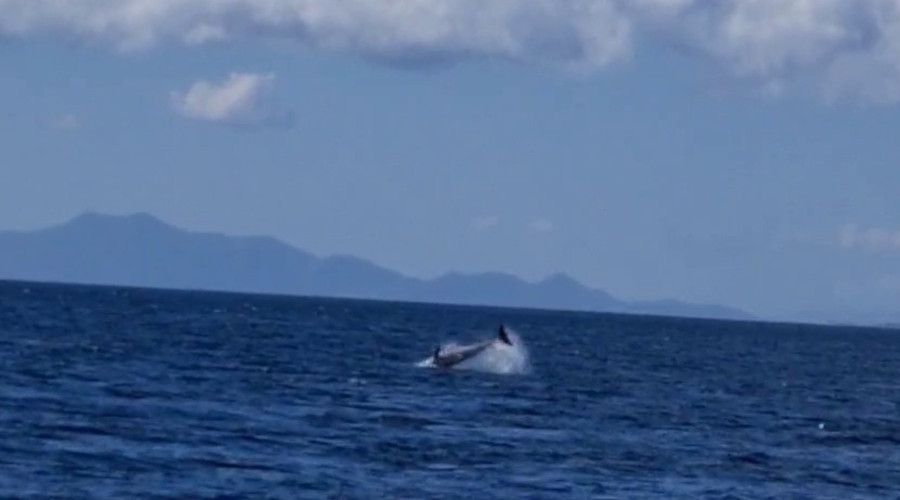 Yunuslar Bodrum'u mesken tuttu