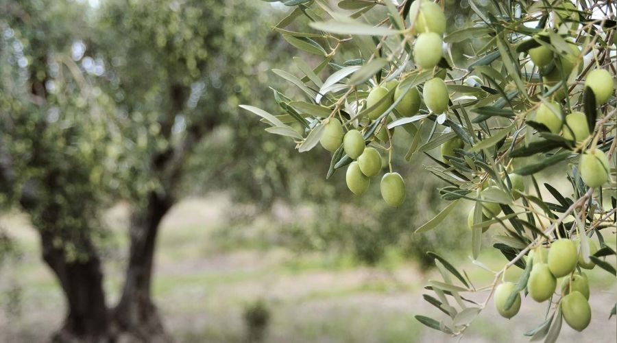 Zeytinliklerin idam fermanı imzalandı