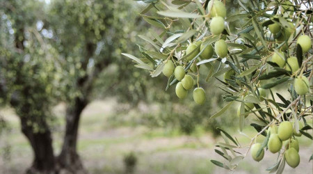 Zeytinliklerin idam fermanı imzalandı