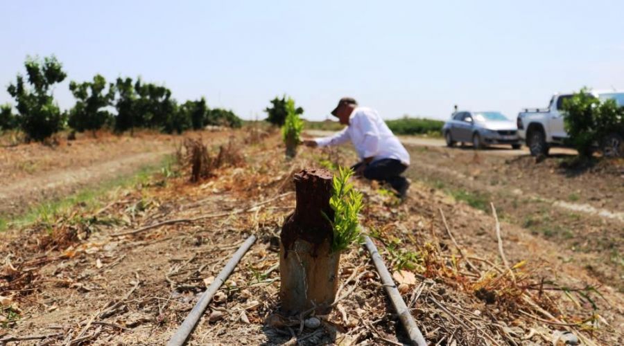 108 portakal ağacı baltayla kesildi