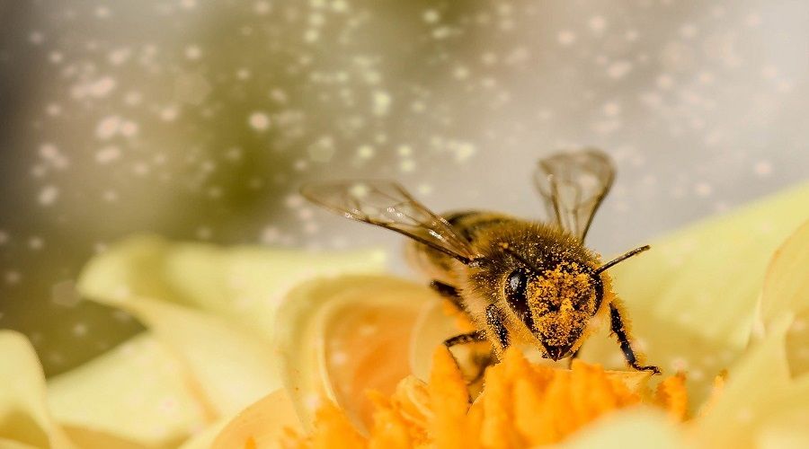 2021 yılı çıtalı arı fiyatı belirlendi