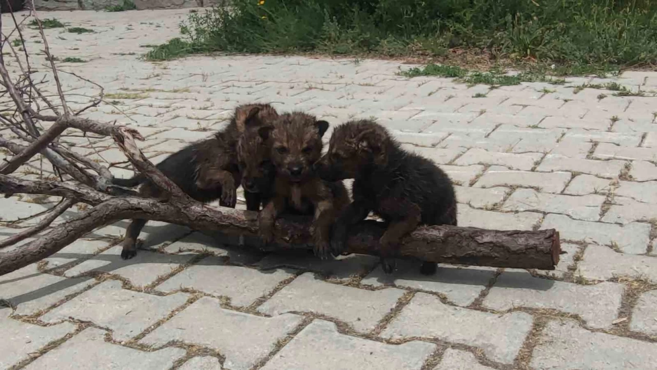 4 kurt yavrusuna Van'da kreş hizmeti