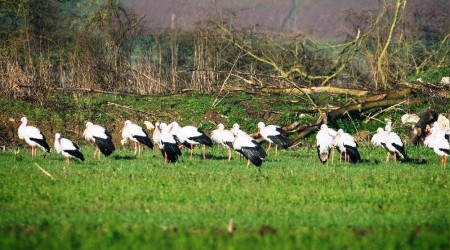 7 bin kilometre uçtu, 11 ülkeyi geçti